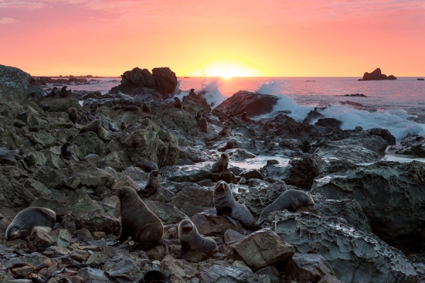 Photograph John Doogan Seal Colony At Sunrise on One Eyeland