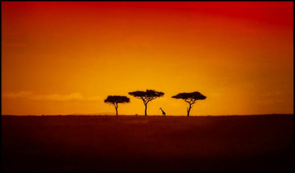 Photograph Bev Pettit Serengeti Sunset With Three Trees And A Giraffe on One Eyeland