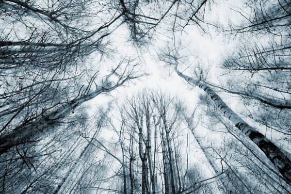 Photograph Karin Claus Shaking Trees on One Eyeland