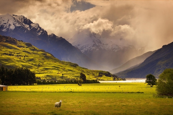 Photograph David Collier Sheep And Storm At Mt Aspiring on One Eyeland