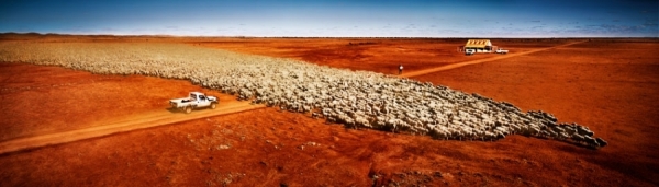 Photograph Simon Stock Sheep Castlemain Xxxx on One Eyeland