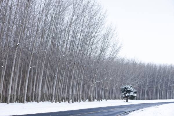 Photograph Eric Prine Single Tree on One Eyeland