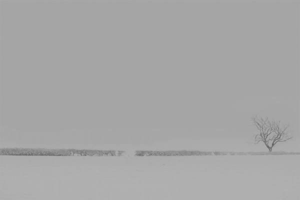 Photograph Ryan Edy Snow on One Eyeland