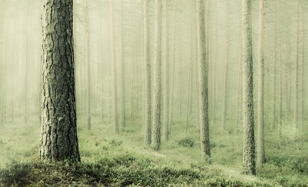 Photograph Mikko Lagerstedt Solitude on One Eyeland