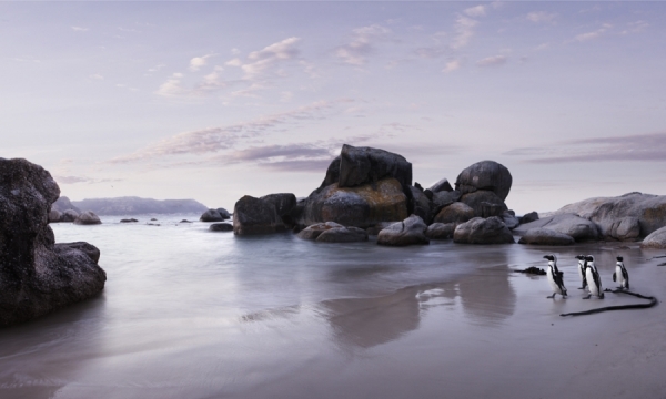 Photograph Erik Almas South Africa Peguins on One Eyeland