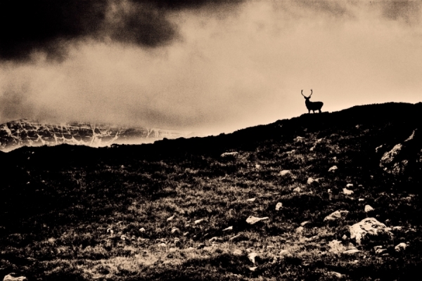 Photograph Chris Bailey Stag Scotland on One Eyeland