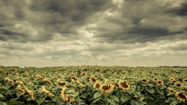 Photograph Flavius Partan Sunflower Sad on One Eyeland