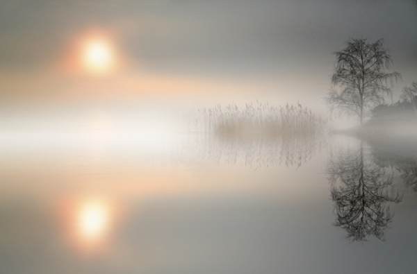 Photograph Andrzej Bochenski Sunrise In Reeds on One Eyeland
