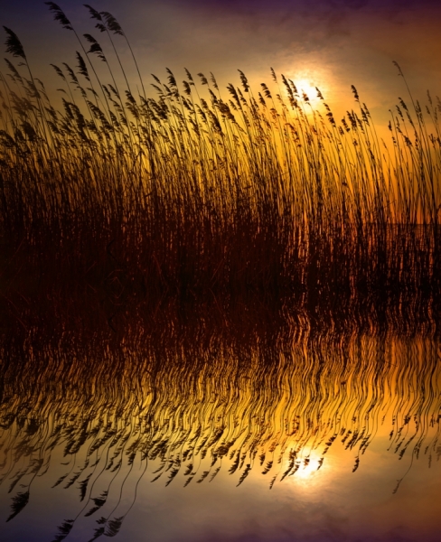 Photograph Andrzej Bochenski Sunset In Reeds on One Eyeland