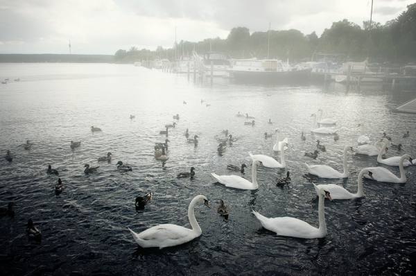 Photograph Afroditi Mavroeidi Swan Lake on One Eyeland