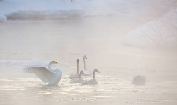 Photograph Denis Budkov Swan Morning on One Eyeland