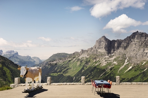 Photograph Simon Stock Swiss Cow on One Eyeland