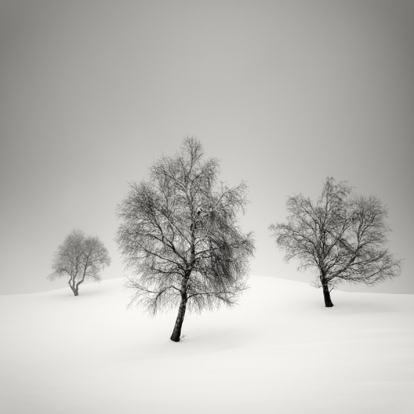 Photograph Pierre Pellegrini The Dance Of The Trees on One Eyeland