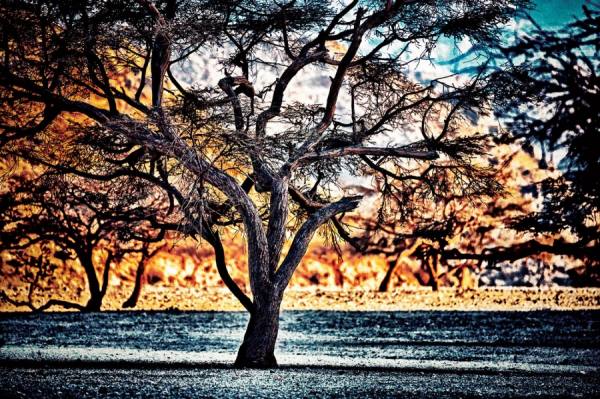 Photograph Mohamed Gabr The Old Acasia on One Eyeland