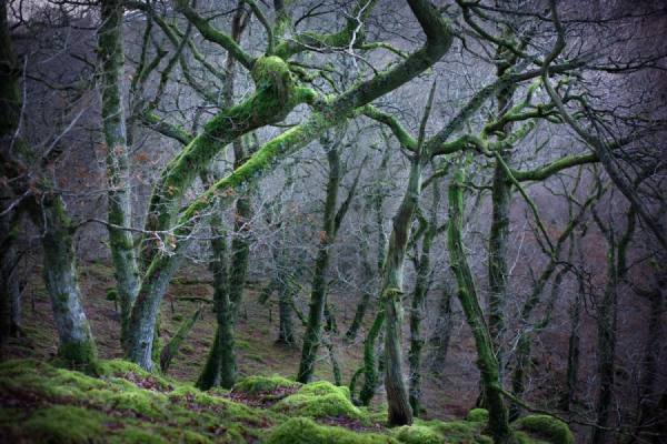Photograph Tommy Martin The Slowest Dance on One Eyeland