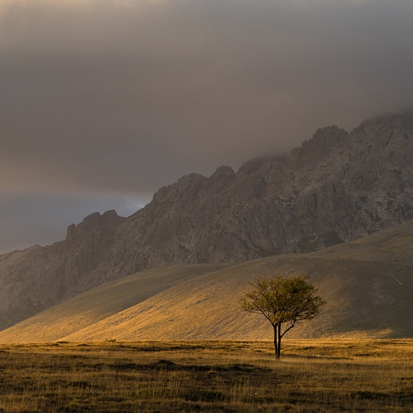 Photograph Ricardo Liberato The Tree on One Eyeland