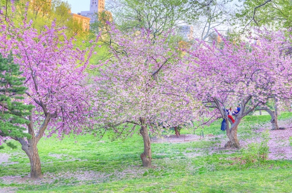 Photograph Mitchell Funk The Trees Of Spring on One Eyeland