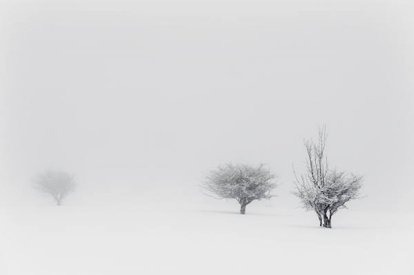 Photograph Dabid Argindar Three Frozen Trees on One Eyeland