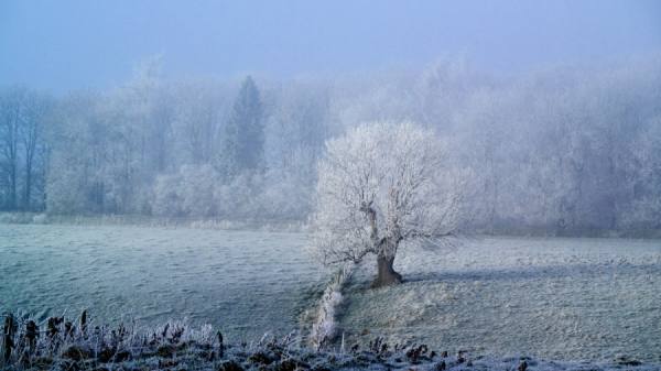 Photograph Tommy Martin Tree Frost on One Eyeland