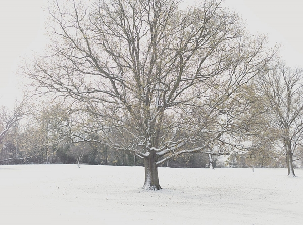 Photograph Simon Stock Tree In Snow 1 on One Eyeland