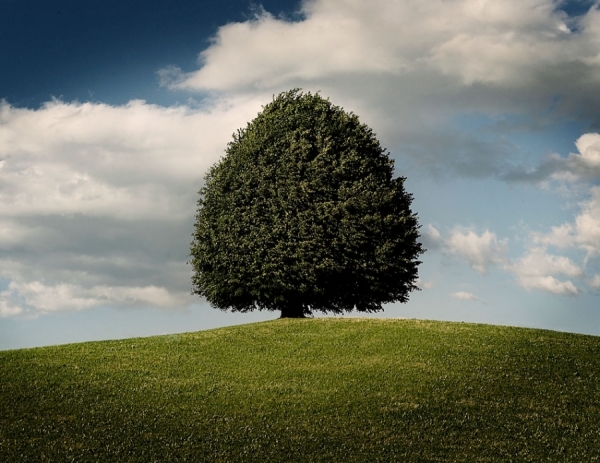 Photograph Simon Stock Tree Switzerland on One Eyeland