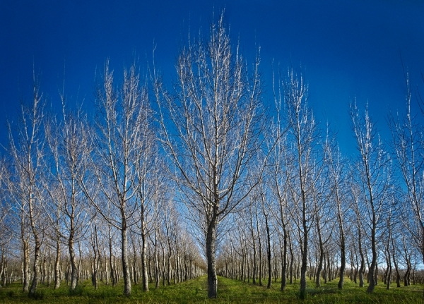 Photograph Julie Wajs Trees on One Eyeland