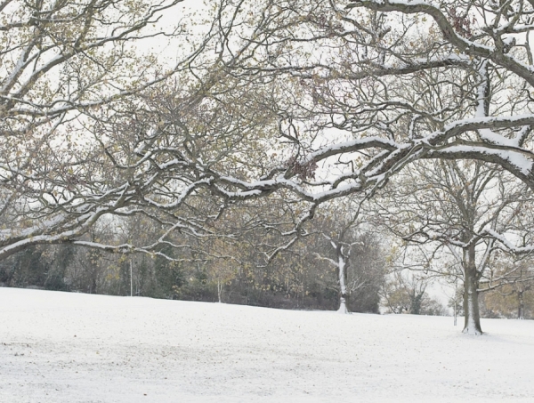 Photograph Simon Stock Trees In Snow 2 on One Eyeland