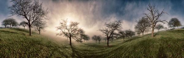 Photograph Nigel Harniman Trees In The Mist on One Eyeland
