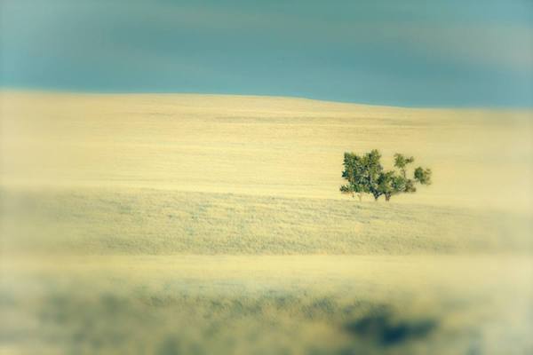 Photograph Lennette Newell Tres Trees on One Eyeland