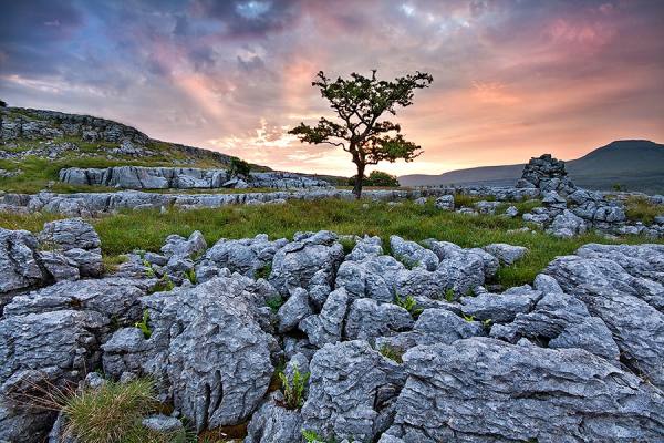 Photograph Pavol Delej Twisted Tree on One Eyeland