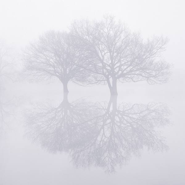 Photograph Craig Easton Two Trees on One Eyeland