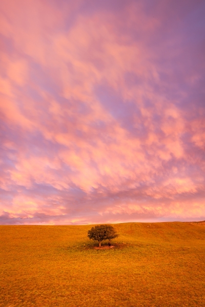 Photograph John Doogan Two Trees Colorful Sunrise on One Eyeland