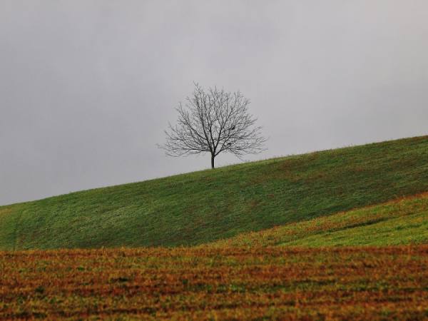 Photograph Enzo Crispino Un Albero E Il Corvo on One Eyeland