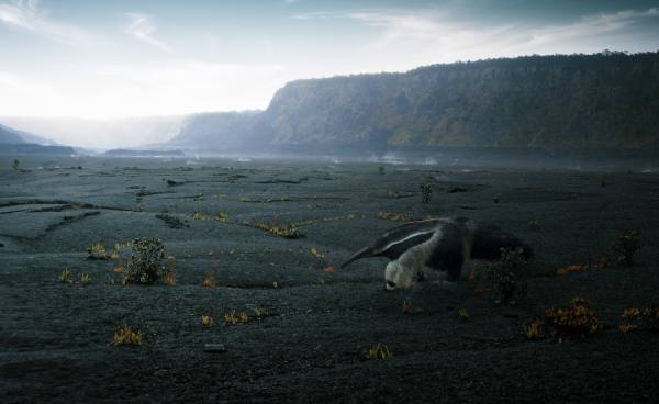 Photograph Andreas Fitzner Volcano Anteater on One Eyeland