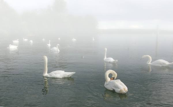 Photograph Afroditi Mavroeidi Swan Lake 2 on One Eyeland
