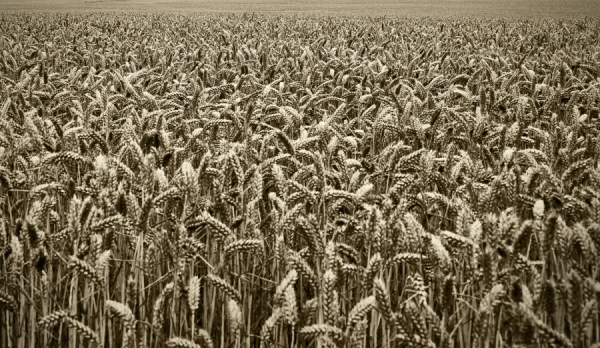 Photograph Adam Regan Wheat Field on One Eyeland