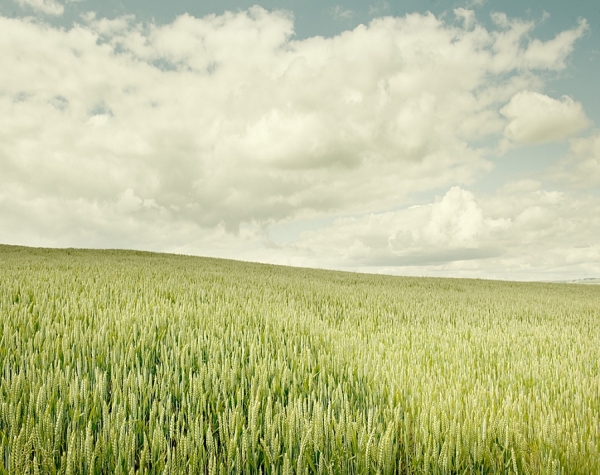 Photograph Craig Easton Wheat Field on One Eyeland