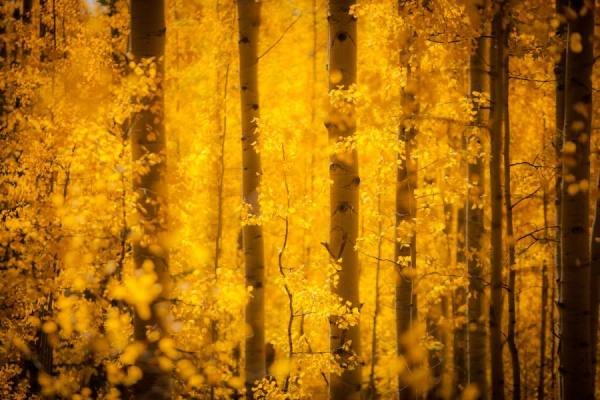 Photograph Thomas Obrien Where Fairies Live on One Eyeland