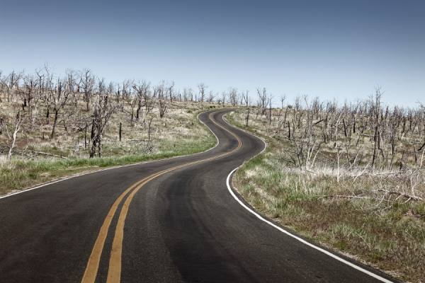 Photograph Eric Prine Winding Road In Burned Out Forest on One Eyeland