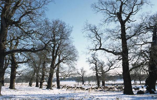 Photograph Roger Cracknell Winter Richmond Park on One Eyeland