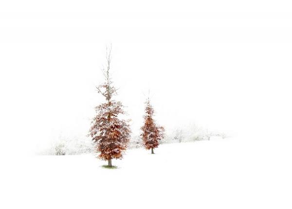 Photograph Paula Loonen Winter Wonderland on One Eyeland