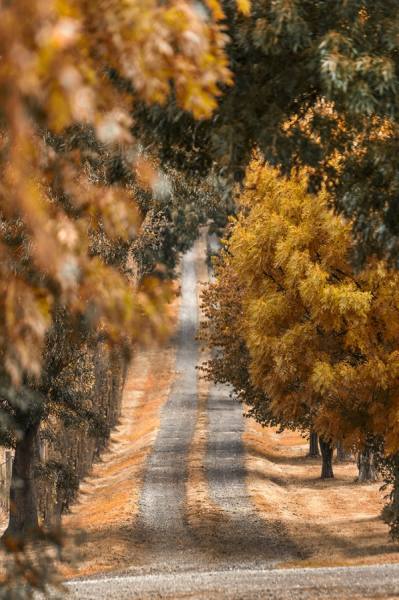 Photograph Mauro Risch Yellow Tree Road on One Eyeland