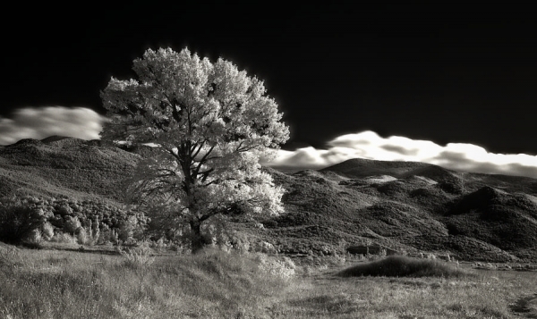 Photograph Zeljko Jurcic Tree on One Eyeland