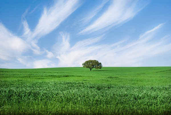 Photograph Aj Silva Last Tree On Earth 2 on One Eyeland