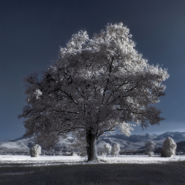 Photograph Zeljko Jurcic Tree on One Eyeland