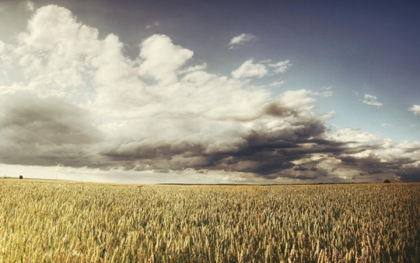 Photograph Nicolas Demars Gold Field on One Eyeland