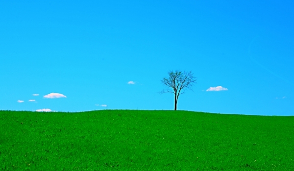 Photograph Laura Berg Tree on One Eyeland