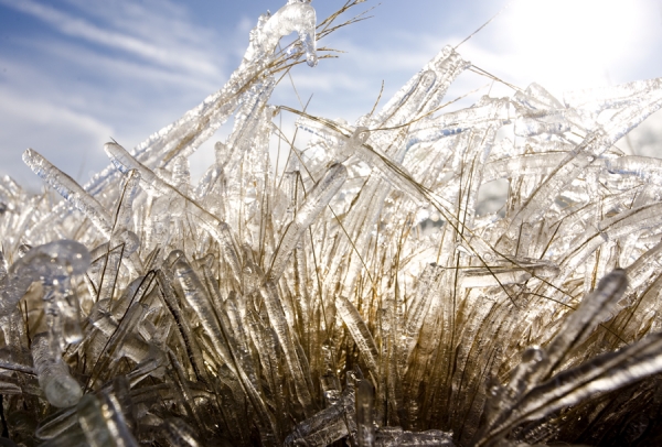 Photograph Christopher Becker Iced Prarie Grass 1 on One Eyeland