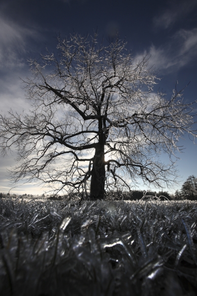Photograph Christopher Becker Iced Black Walnut on One Eyeland