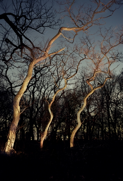 Photograph Christopher Becker Untitled Inwood Trees 1 on One Eyeland
